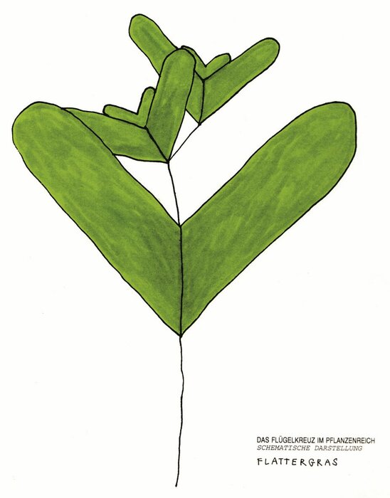 Das Flügelkreuz – Pflanzenreich – Zeichnung