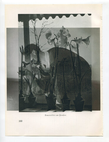 Die Pappel im Wind IB