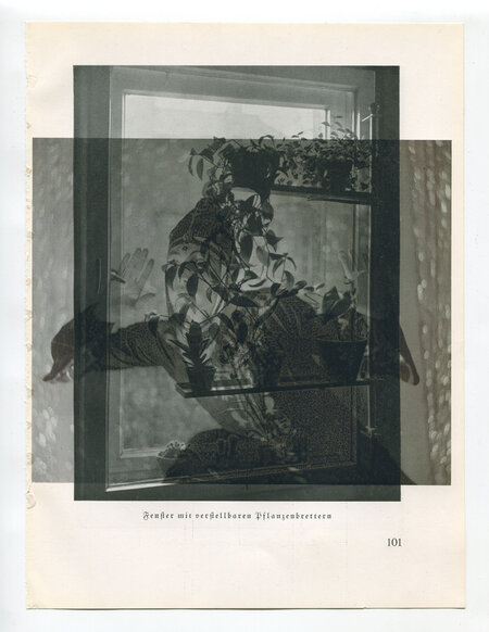 Die Pappel im Wind IVB