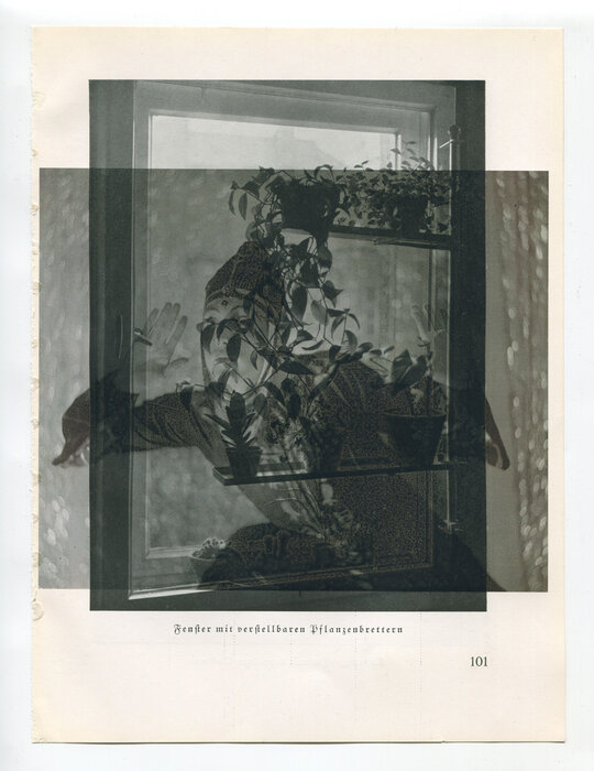 Die Pappel im Wind IVB