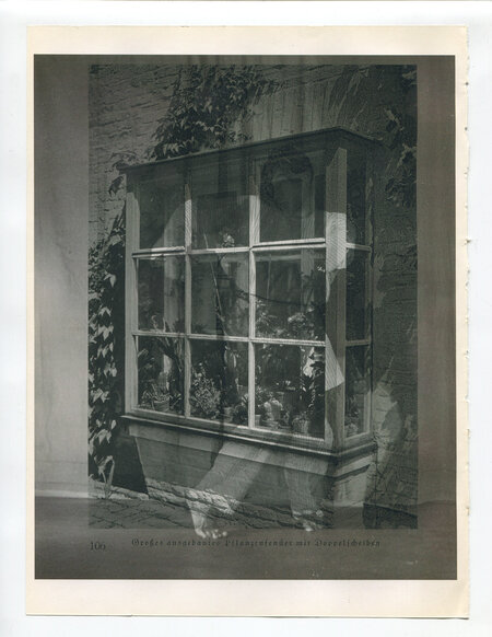 Die Pappel im Wind VIB