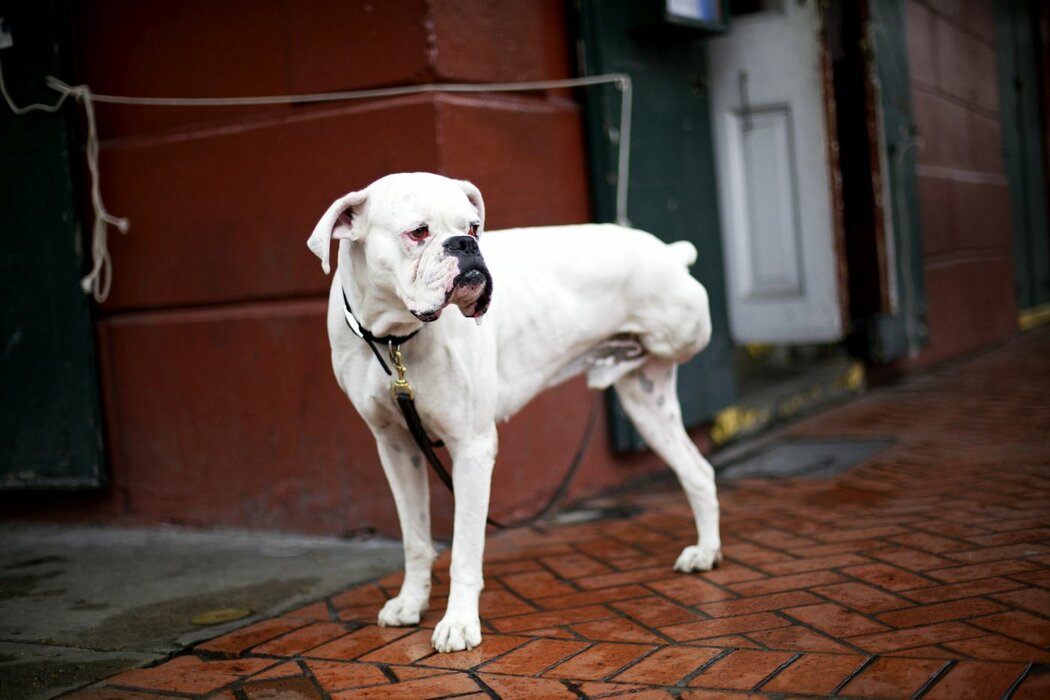 Untitled (New Orleans)