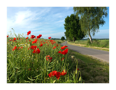Mohn