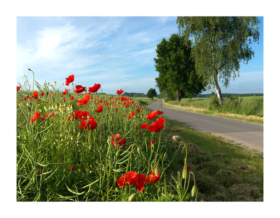 Mohn