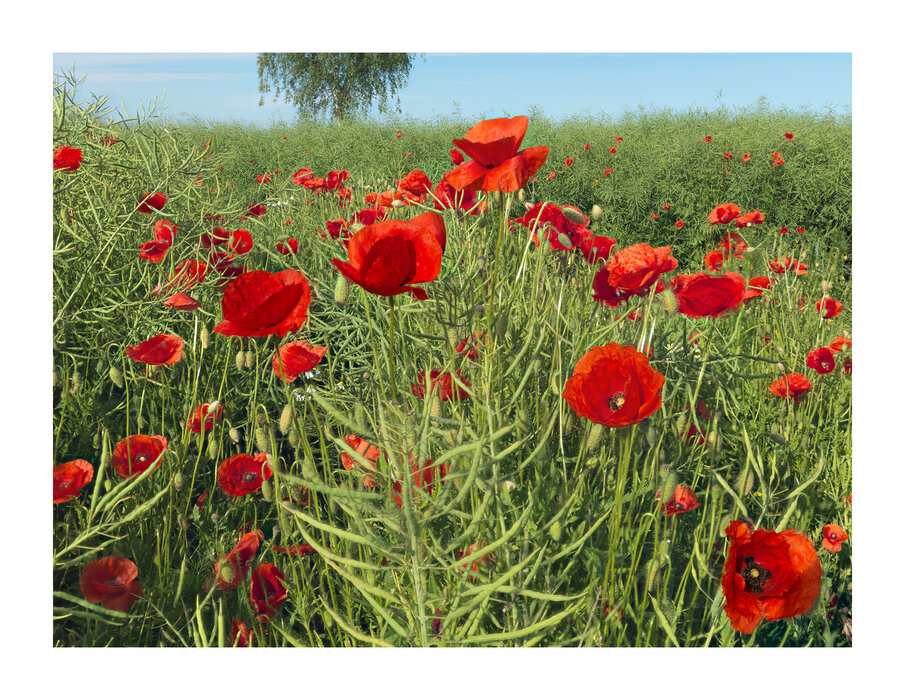 Wiese Mohn