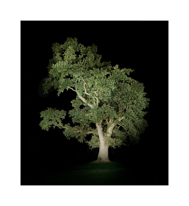 Baum #5