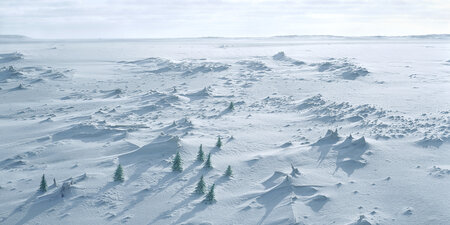 Panorama with Fir Trees