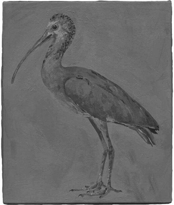 Detected Dictionary (Ibis 1)