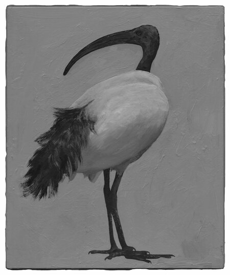 Detected Dictionary  (Ibis 4)