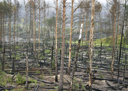 Forests. From romance into the future