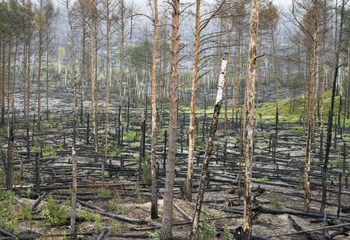 Wälder. Von der Romantik in die Zukunft